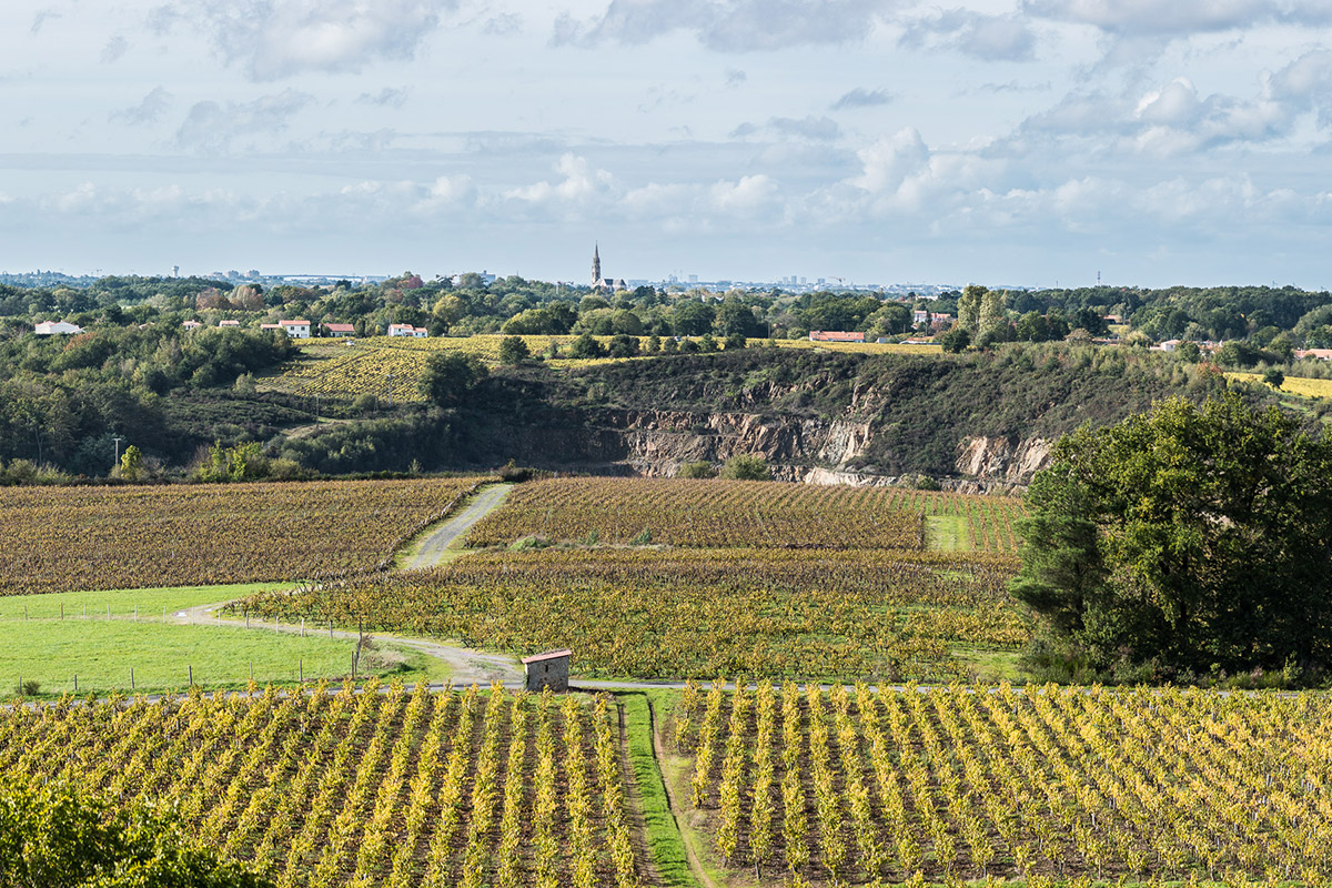 la-haie-foussiere-le-cru-coteaux ©emelineboileau